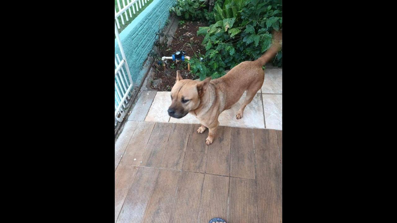 Cachorro Bisteca desapareceu no bairro Parque São Paulo