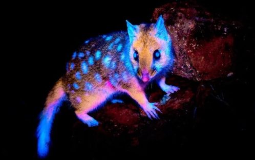 Marsupial que brilha no escuro é descoberto na Tasmânia Marsupial que brilha no escuro é descoberto na Tasmânia