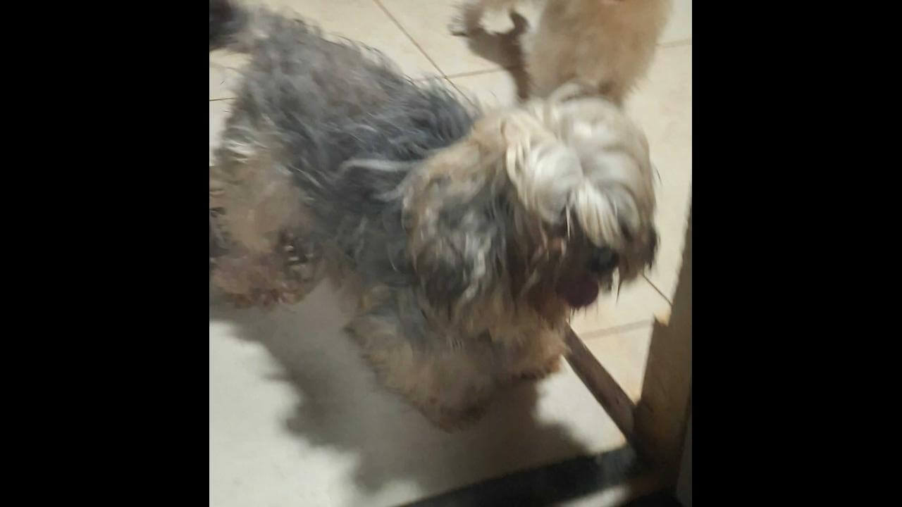 Cachorra é encontrada no bairro Fag