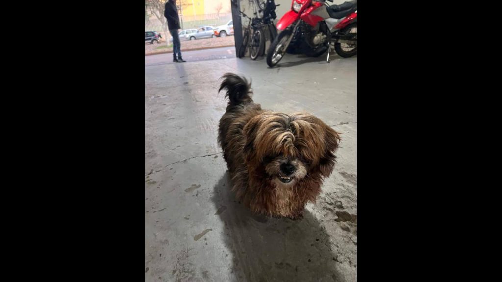 Cachorro é encontrado no bairro Nova York Cachorro é encontrado no bairro Nova York