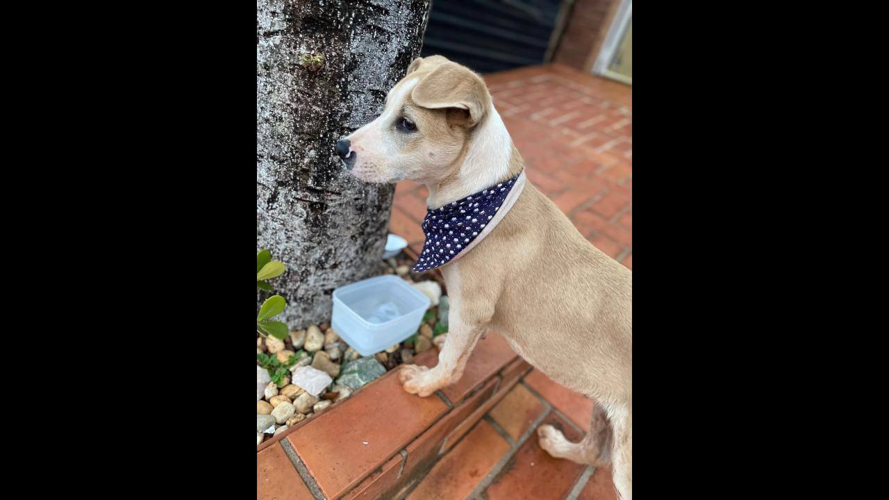 Cachorro é encontrado no bairro Centro