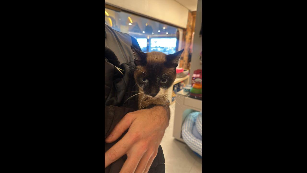 Gata é encontrada no bairro Neva