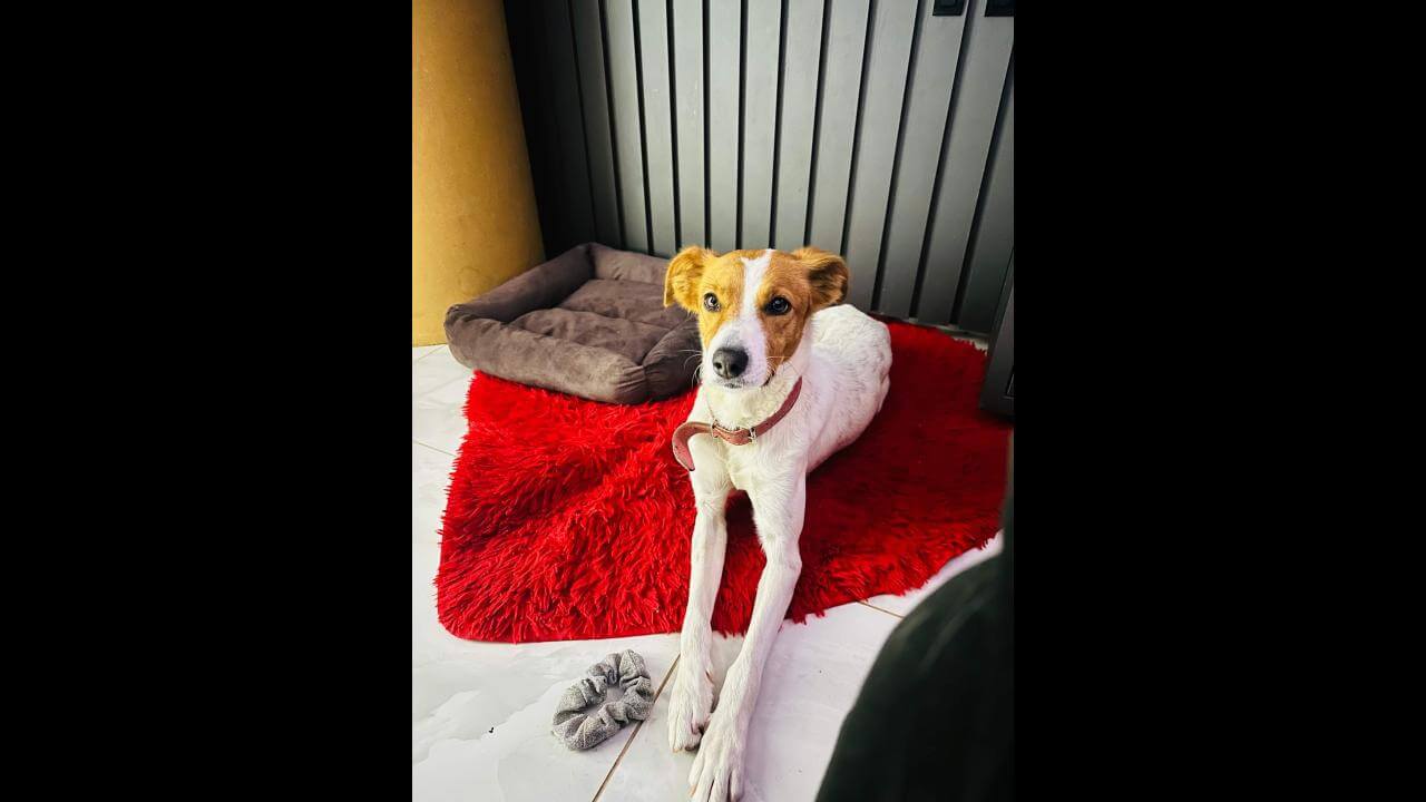 Cachorra Princesa desapareceu no bairro Jardim Siena