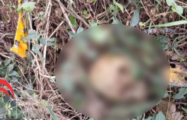 Ossada humana é encontrada às margens da BR-277 