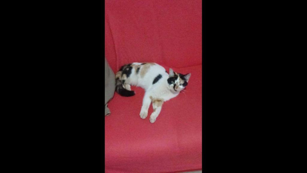 Gata é encontrada no bairro Brasília Gata é encontrada no bairro Brasília