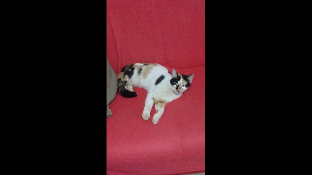 Gata é encontrada no bairro Brasília Gata é encontrada no bairro Brasília