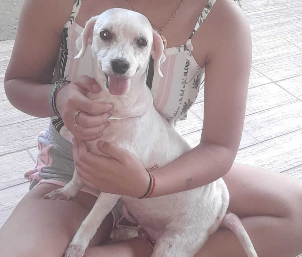 Cachorra Lupita desapareceu no bairro Clarito Cachorra Lupita desapareceu no bairro Clarito