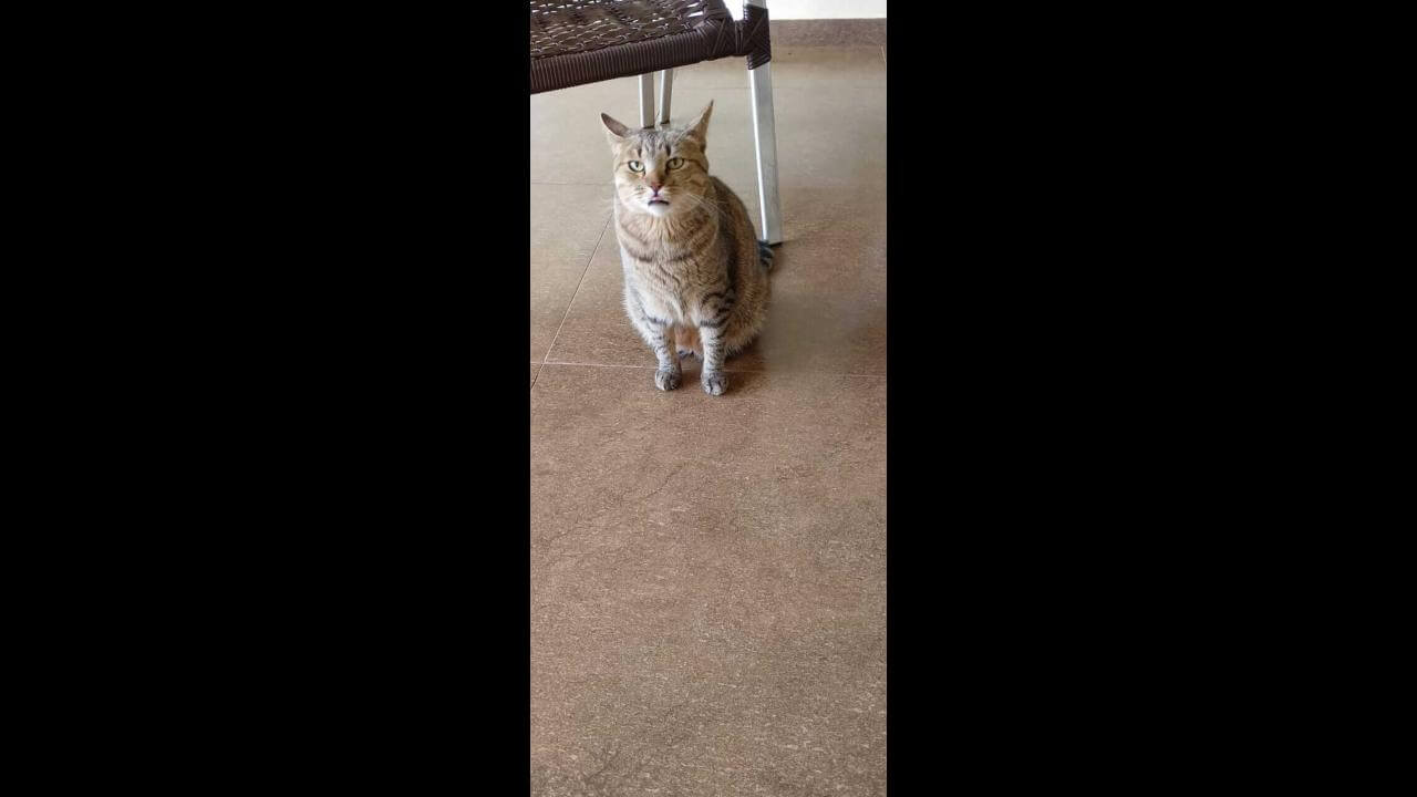 Gata Mima desapareceu no bairro Pioneiros Catarinenses