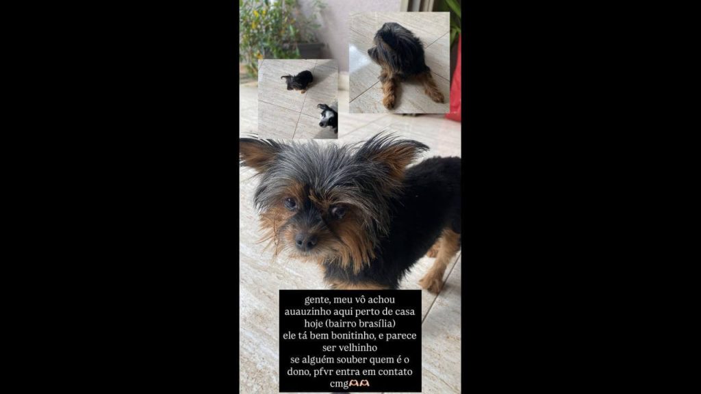 Cachorra é encontrada no bairro Brasília Cachorra é encontrada no bairro Brasília