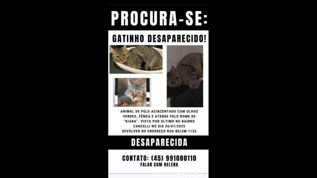 Gata Kiara (Kiki) desapareceu no bairro Cancelli Gata Kiara (Kiki) desapareceu no bairro Cancelli