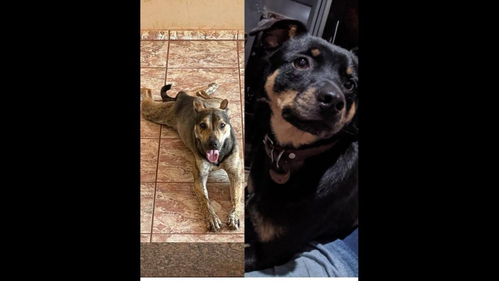 Cachorros Farofa e Thor desapareceram no bairro Alto Alegre Cachorros Farofa e Thor desapareceram no bairro Alto Alegre