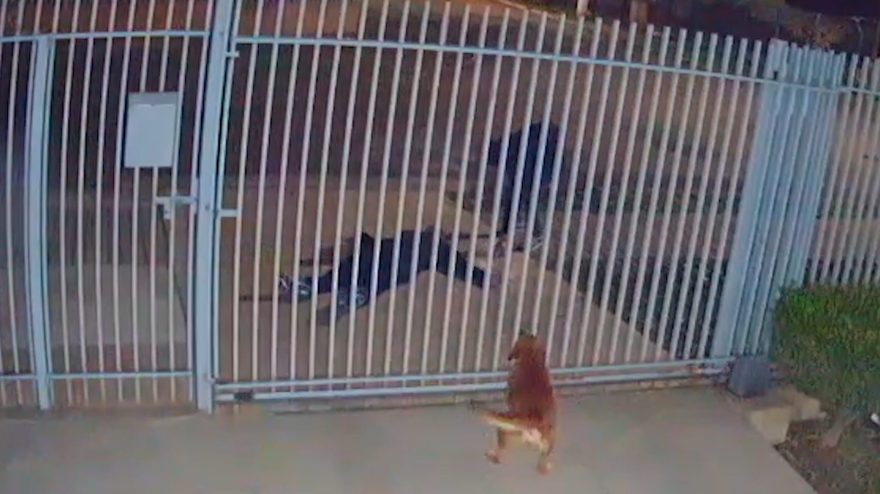 Vídeo mostra criminoso furtando celular de homem que passou mal e morreu na calçada