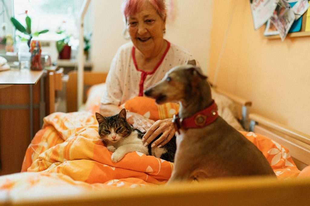 Vereador solicita campanhas educativas para a prevenção de Leishmaniose, FIV e FELV