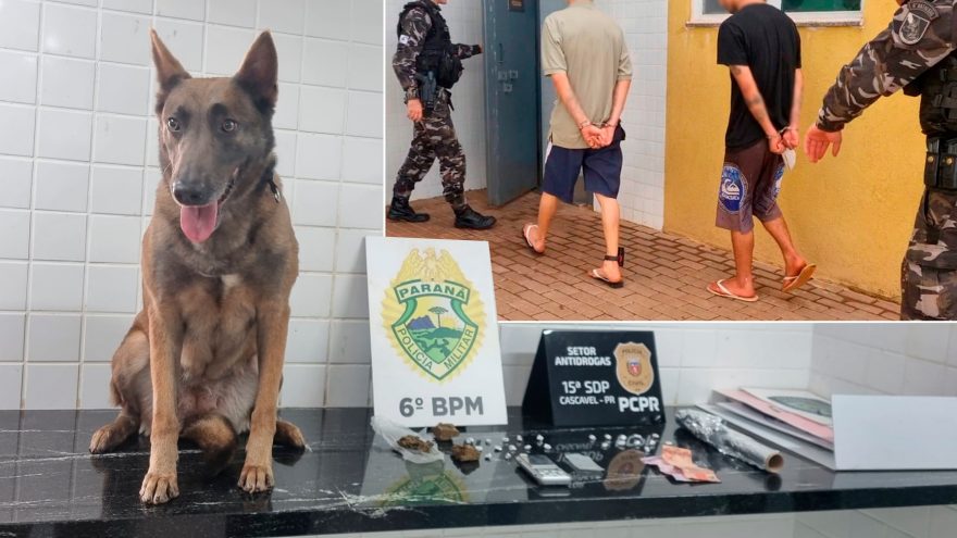 Cadela Bersa fareja drogas e leva dupla à prisão em Cascavel