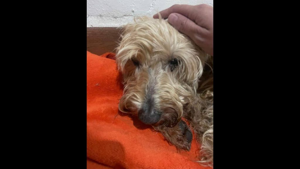 Cachorro é encontrado no bairro Guarujá Cachorro é encontrado no bairro Guarujá