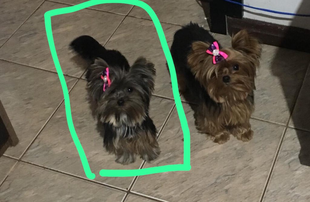 Cachorra Belinha desapareceu no bairro Centro Cachorra Belinha desapareceu no bairro Centro