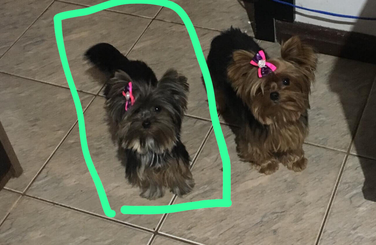Cachorra Belinha desapareceu no bairro Centro Imagem referente a Cachorra Belinha desapareceu no bairro Centro