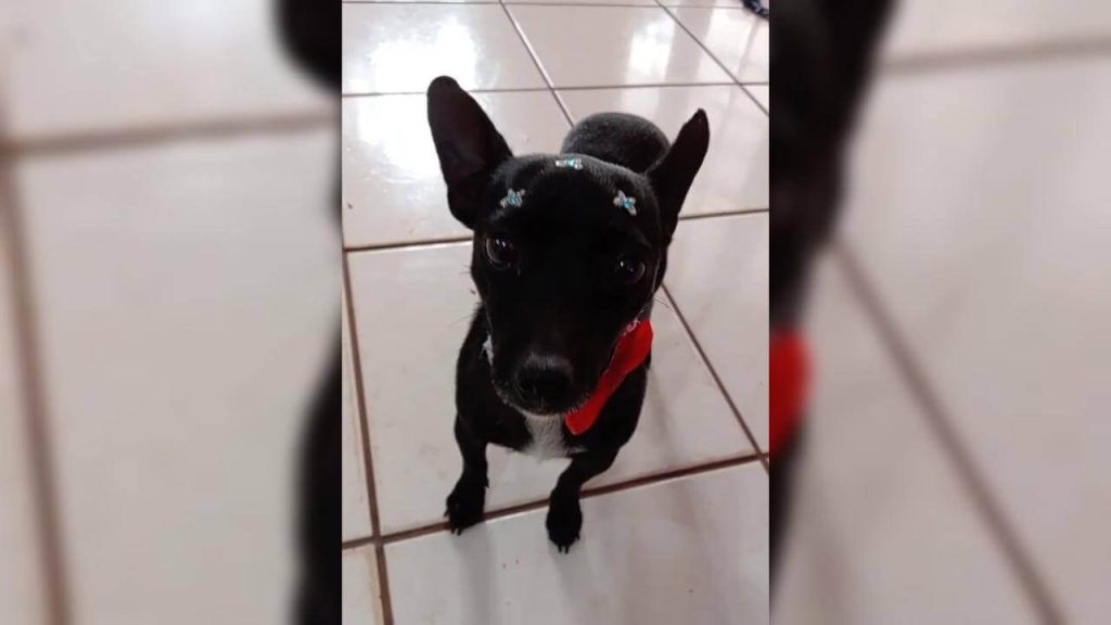 Cachorra Neguinha desapareceu no bairro Brasmadeira Cachorra Neguinha desapareceu no bairro Brasmadeira