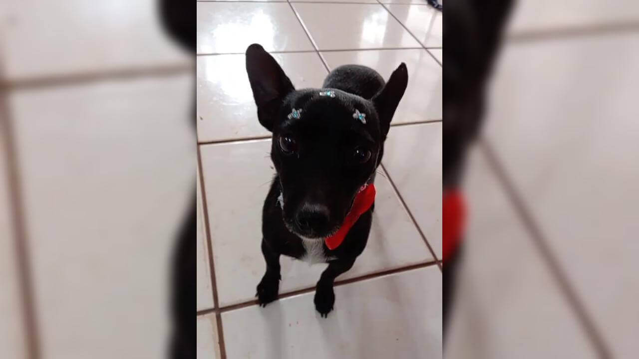 Cachorra Neguinha desapareceu no bairro Brasmadeira Imagem referente a Cachorra Neguinha desapareceu no bairro Brasmadeira