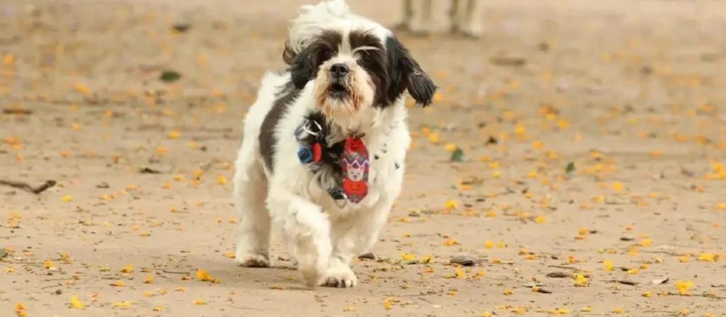 Projeto de lei propõe permitir enterro de pets com donos no Cemitério Municipal de Maringá