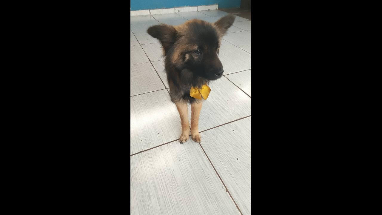 Cachorro é encontrado no bairro Interlagos