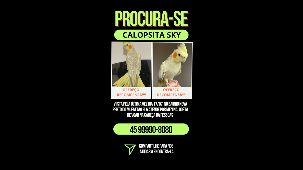 Calopsita Sky desapareceu no bairro Neva Calopsita Sky desapareceu no bairro Neva