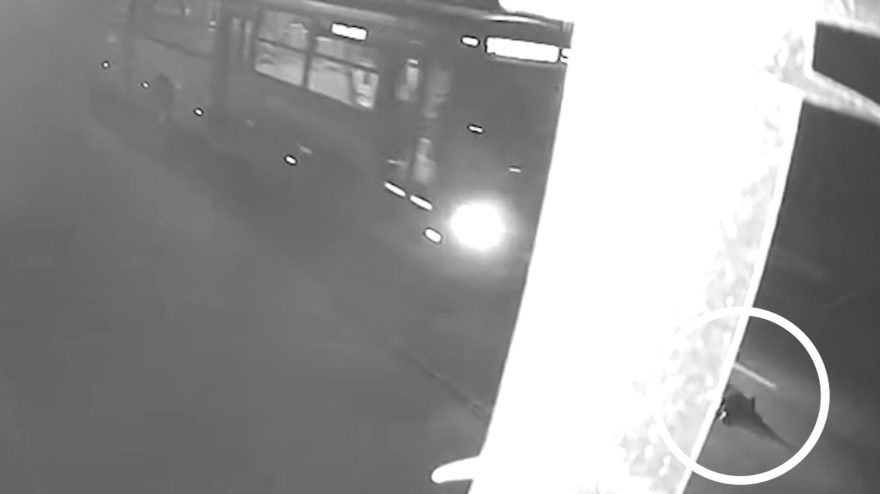 Vídeo mostra momento em que cachorro é atropelado por ônibus coletivo; ‘Chico acabou morrendo’