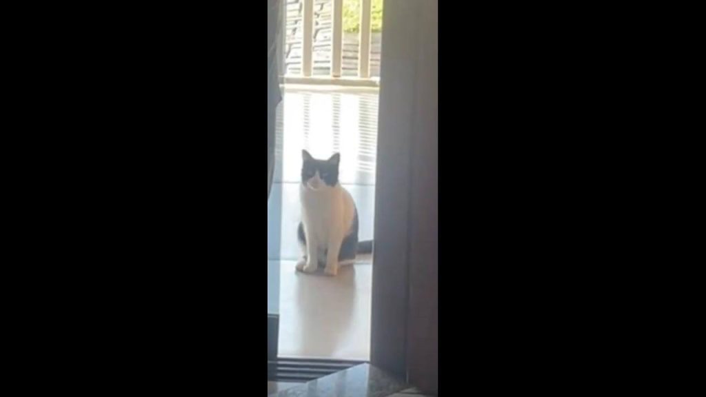 Gata Mima desapareceu no bairro Belmonte Gata Mima desapareceu no bairro Belmonte