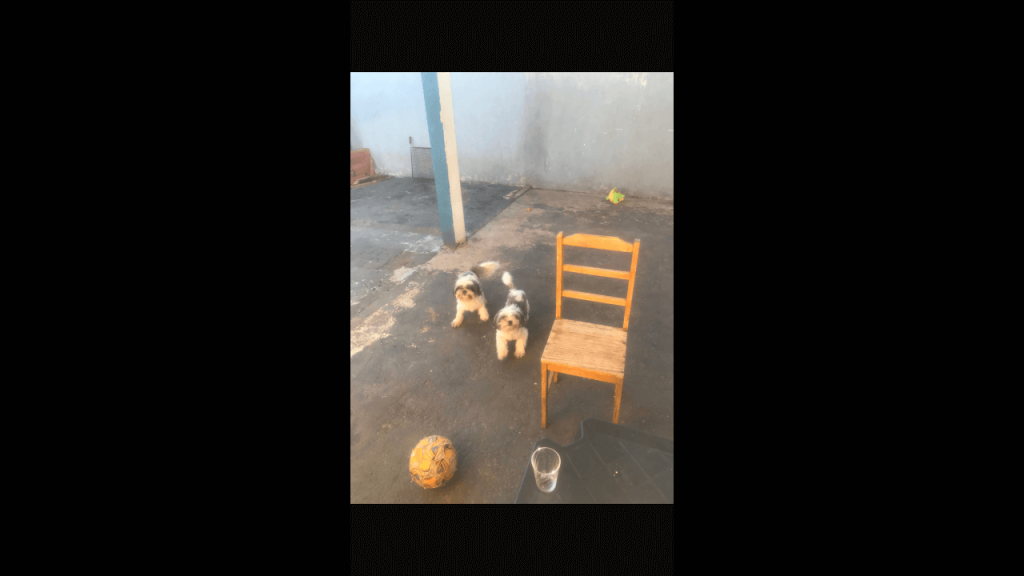 Cachorras desapareceram no bairro Interlagos Cachorras desapareceram no bairro Interlagos