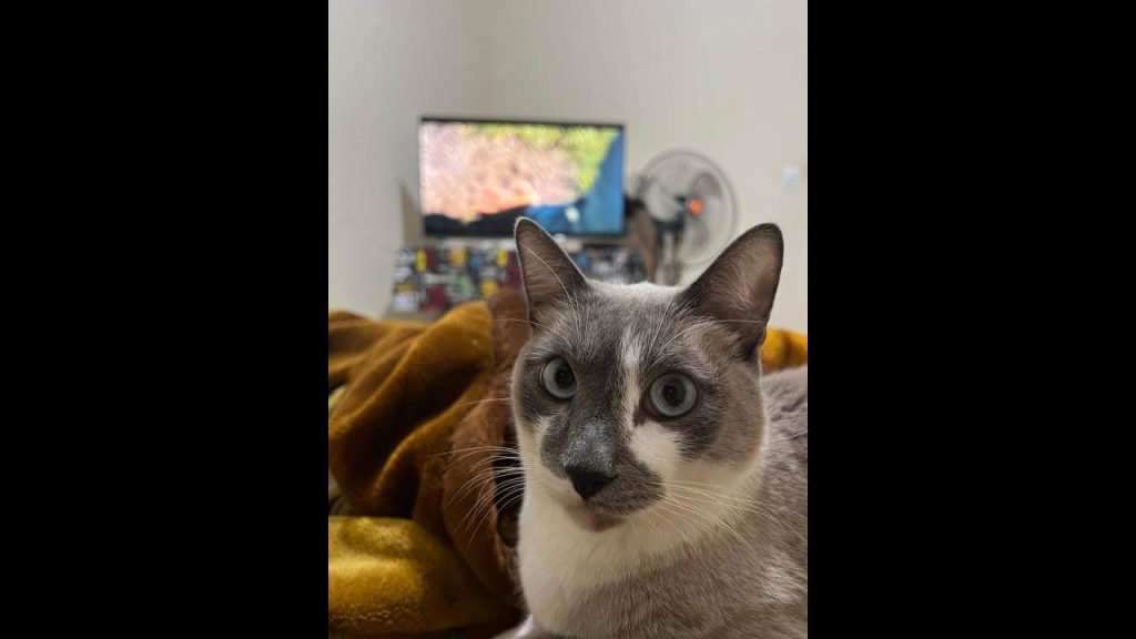 Gato SHELBY desapareceu no bairro Neva Gato SHELBY desapareceu no bairro Neva