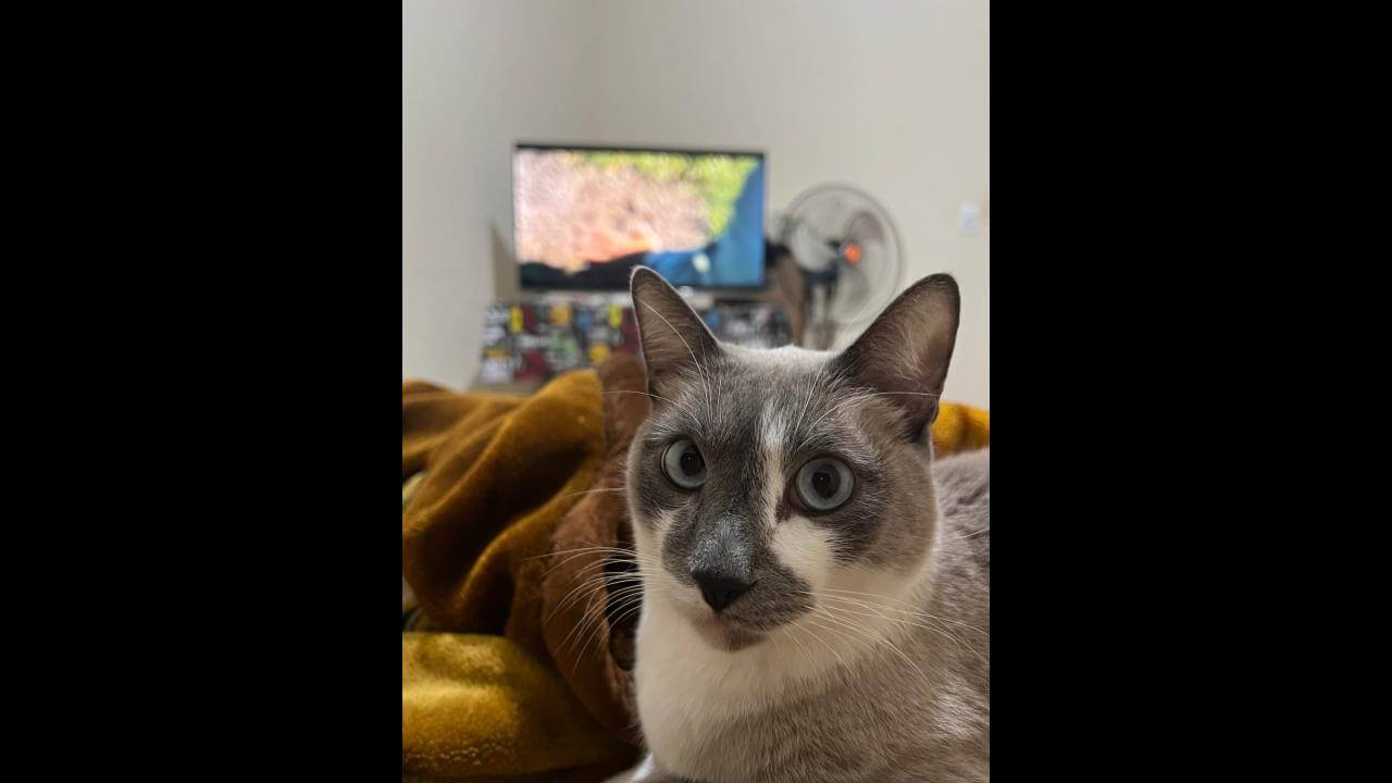 Gato SHELBY desapareceu no bairro Neva
