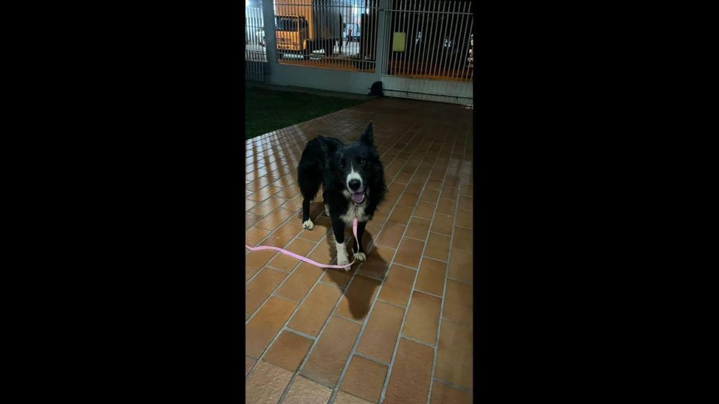 Cachorro é encontrado no bairro Claudete Cachorro é encontrado no bairro Claudete