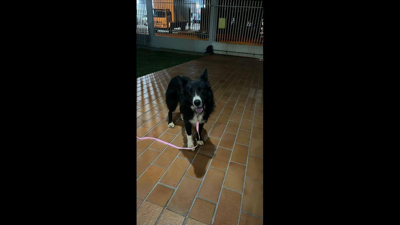 Cachorro é encontrado no bairro Claudete