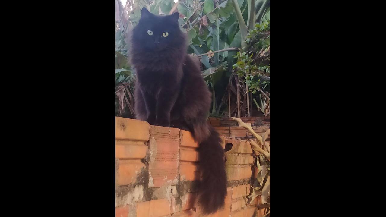 Gata Pretinha desapareceu no bairro Floresta