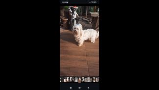 Imagem referente a Cachorra Lola desapareceu no bairro Jardim Padovani