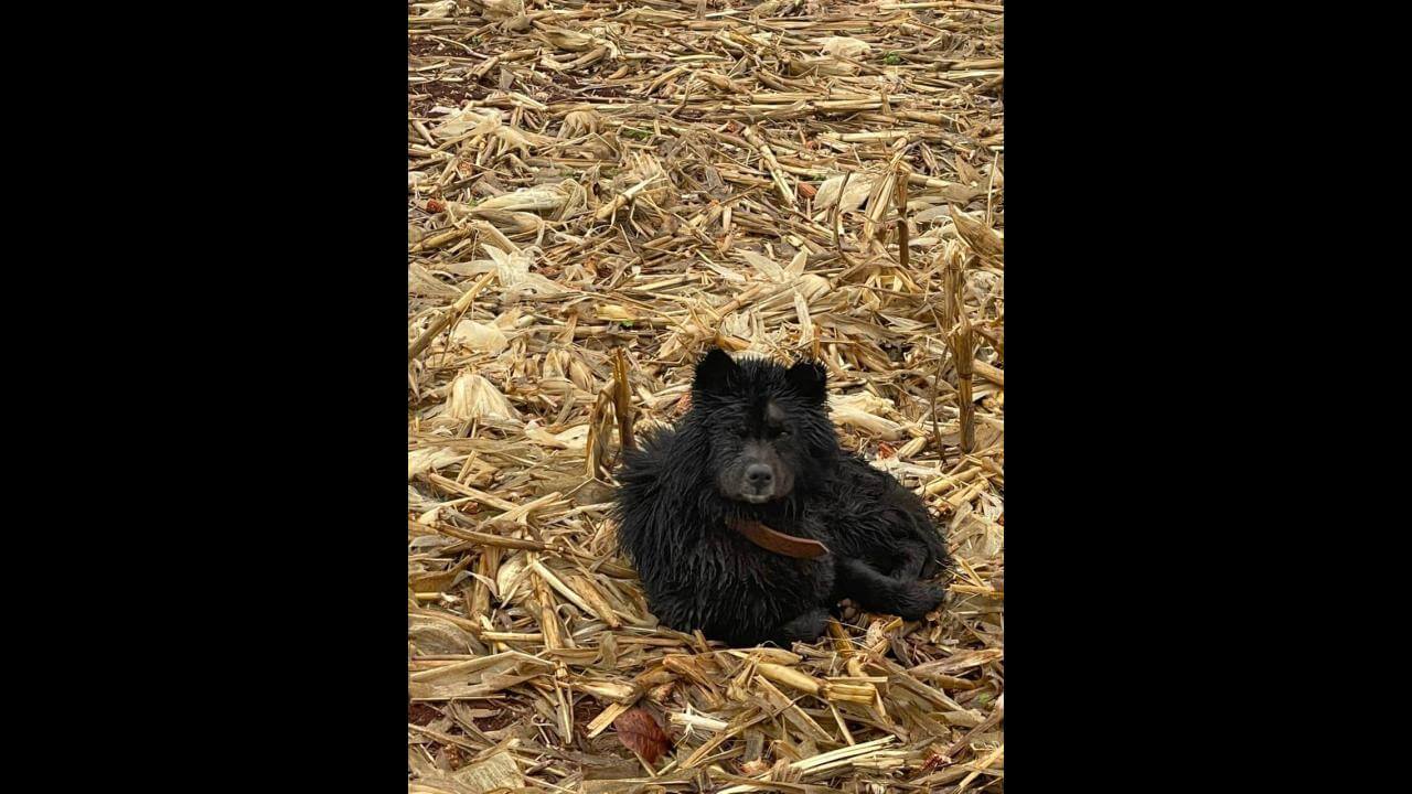 Cachorro é encontrado no bairro Rural Cachorro é encontrado no bairro Rural