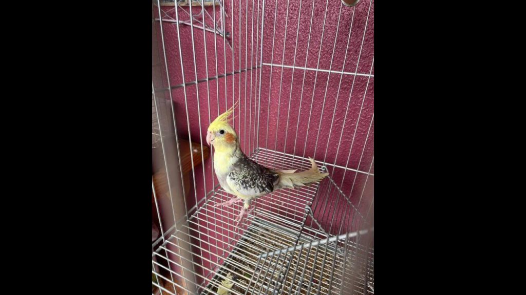 Calopsita Márcio desapareceu no bairro São Cristóvão Calopsita Márcio desapareceu no bairro São Cristóvão