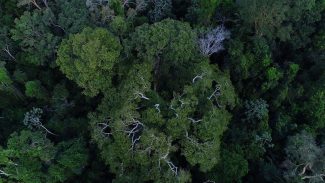 Brasil tem o desafio de elevar financiamento para florestas na COP30