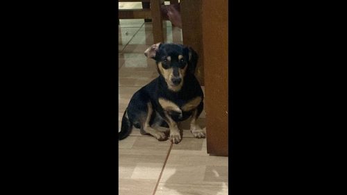 Cachorro mimoso desapareceu no bairro Santa Felicidade Imagem referente a Cachorro mimoso desapareceu no bairro Santa Felicidade