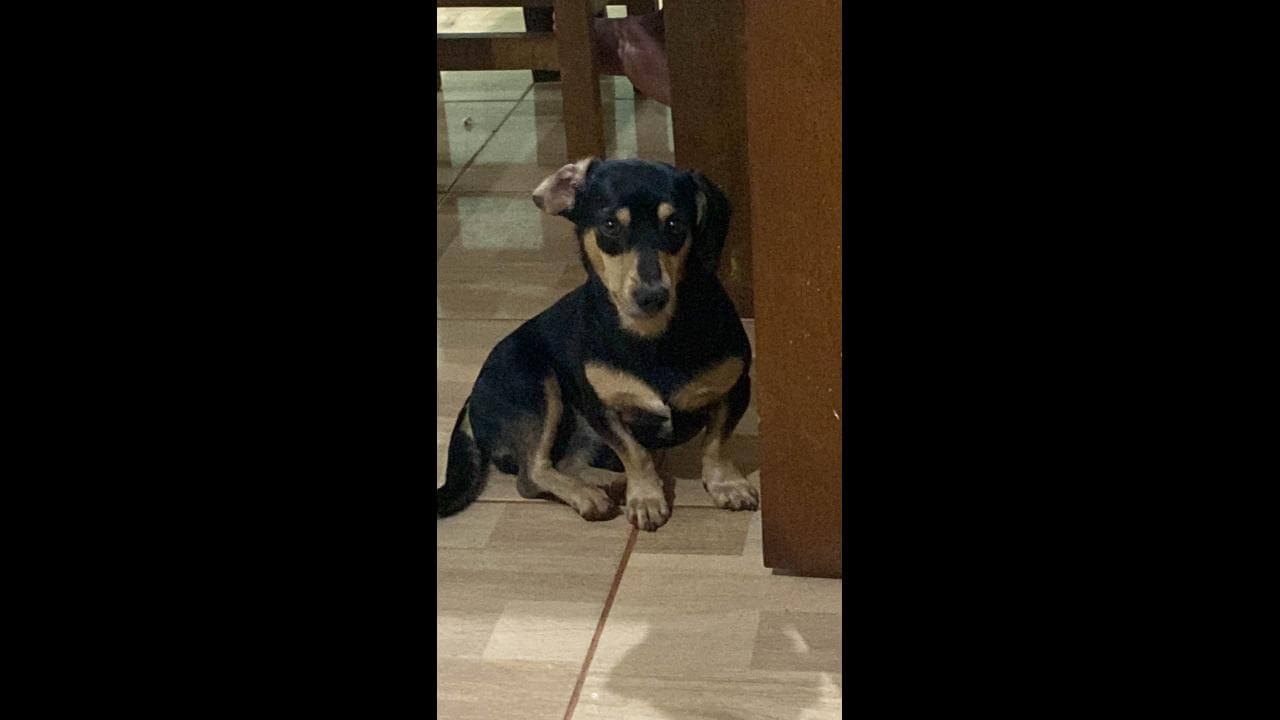 Cachorro mimoso desapareceu no bairro Santa Felicidade