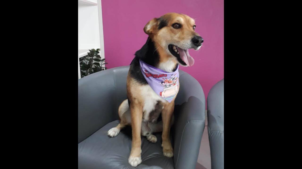 Cachorro Thor desapareceu no bairro Santa Cruz