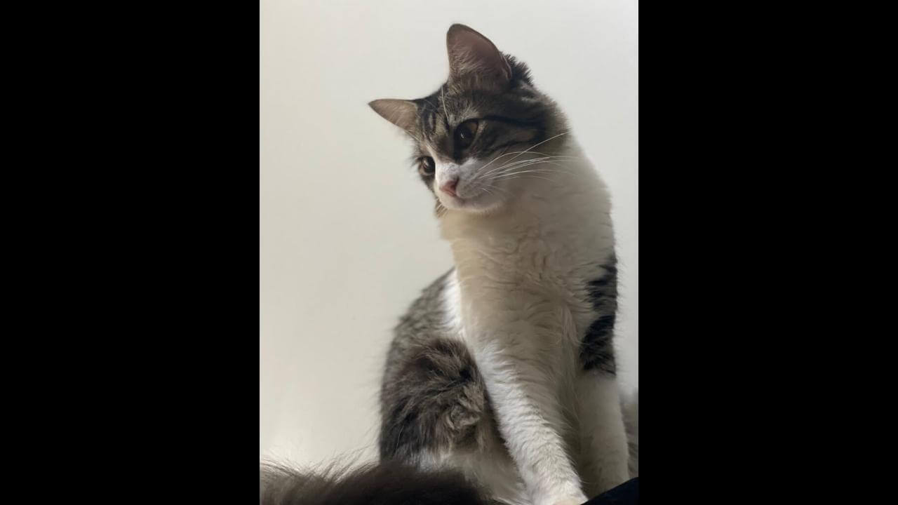 Gato Romeu desapareceu no bairro Esmeralda