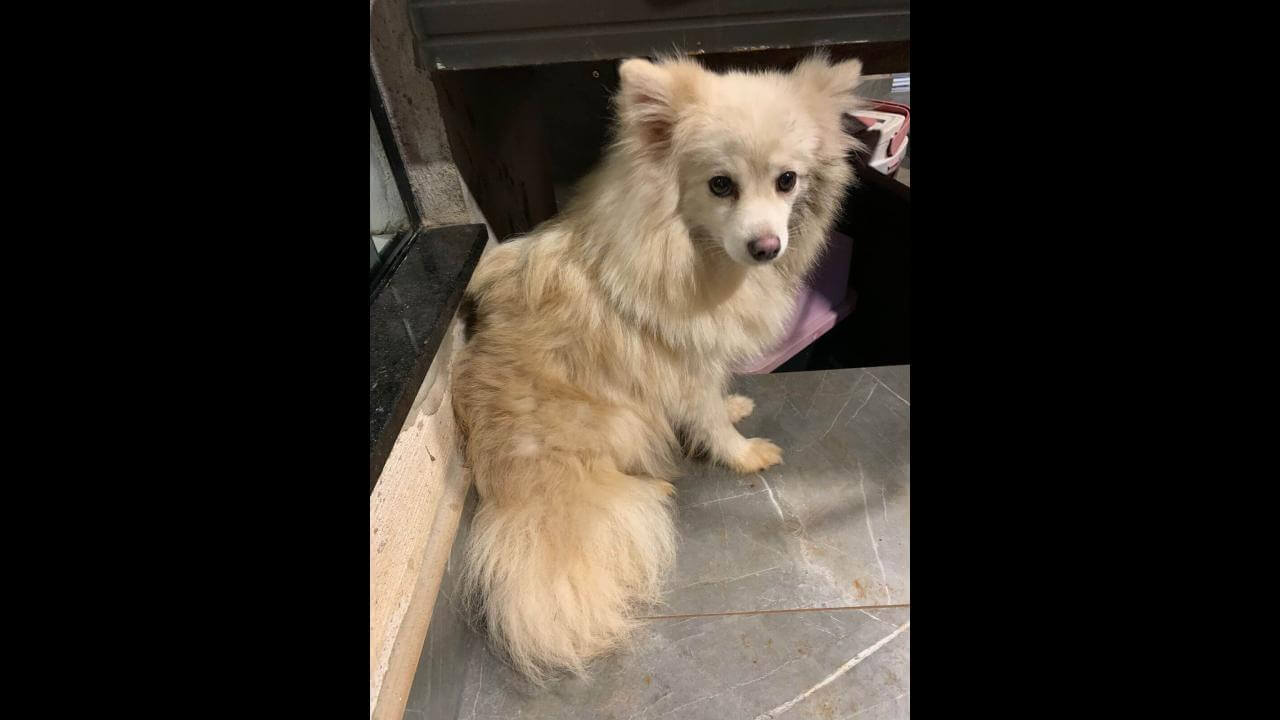 Cachorra é encontrada no bairro Jardim Veredas