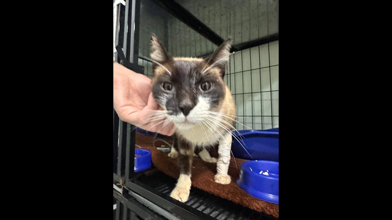 Gato é encontrado no bairro Neva
