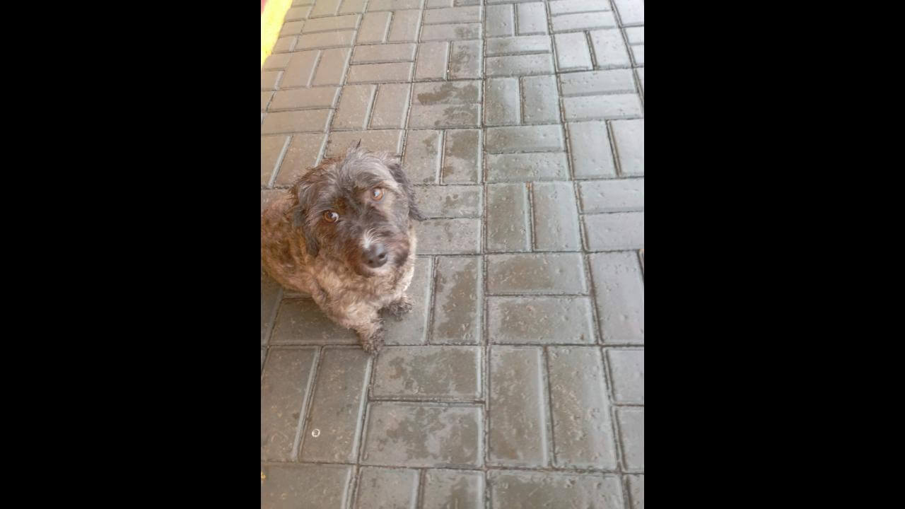 Cachorro é encontrado no bairro Neva