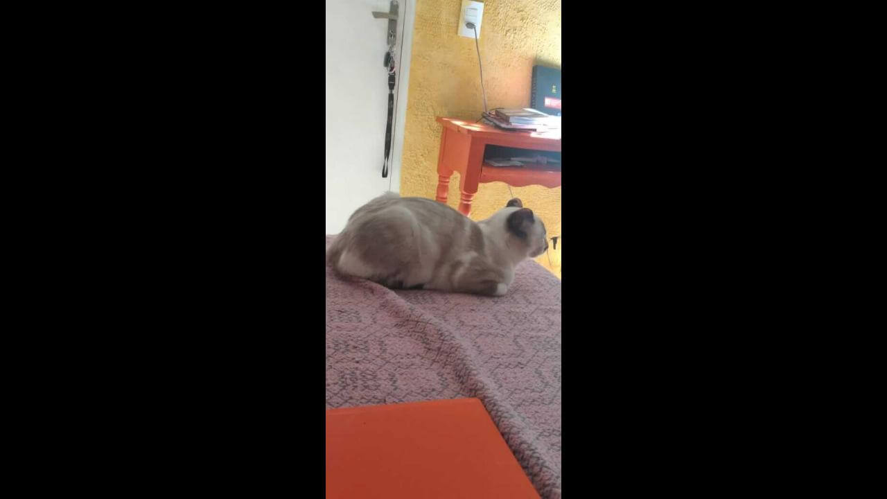 Gata Luiza desapareceu no bairro Neva Gata Luiza desapareceu no bairro Neva