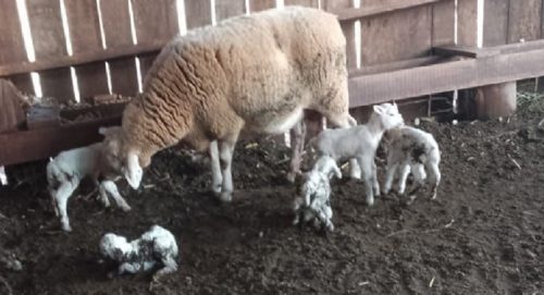 Um carneirinho, dois carneirinhos… cinco carneirinhos! Conheça a história da ovelha que pariu cinco filhotes Imagem referente a Um carneirinho, dois carneirinhos… cinco carneirinhos! Conheça a história da ovelha que pariu cinco filhotes