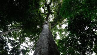 Lula sanciona lei do licenciamento ambiental com 63 vetos Lula sanciona lei do licenciamento ambiental com 63 vetos