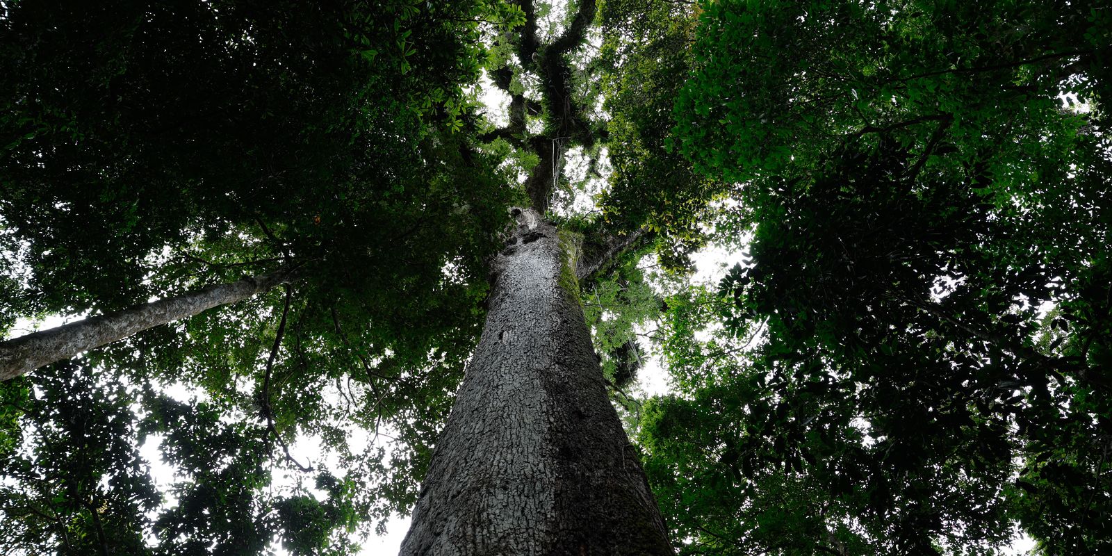 Lula sanciona lei do licenciamento ambiental com 63 vetos Lula sanciona lei do licenciamento ambiental com 63 vetos