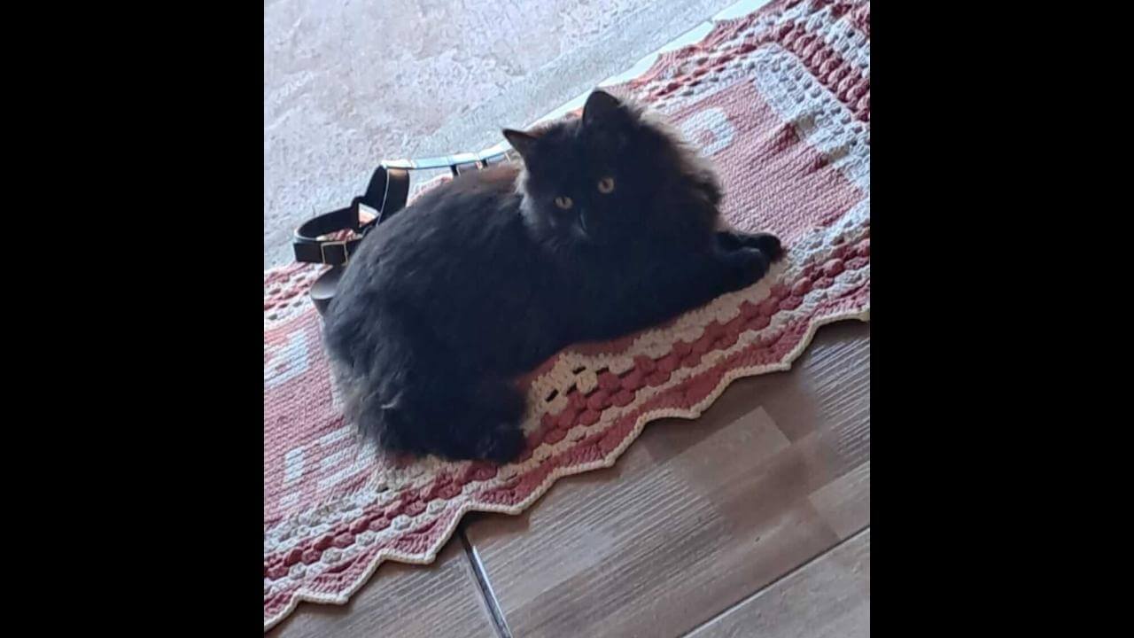 Gato Mico desapareceu no bairro Tarumã